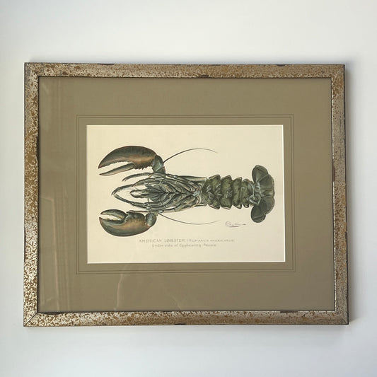 Antique American Lobster Colored Lithograph Collection by Sherman Foote Denton Custom Framed