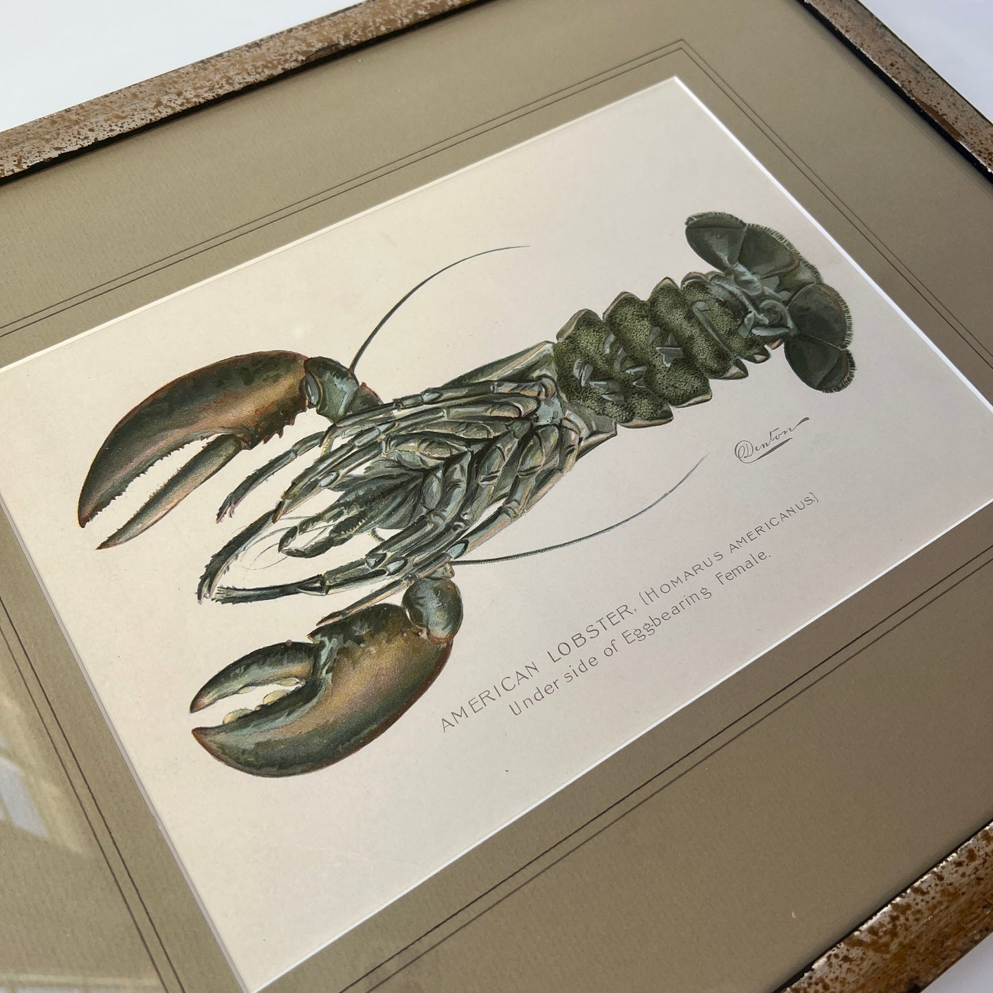 Antique American Lobster Colored Lithograph Collection by Sherman Foote Denton Custom Framed