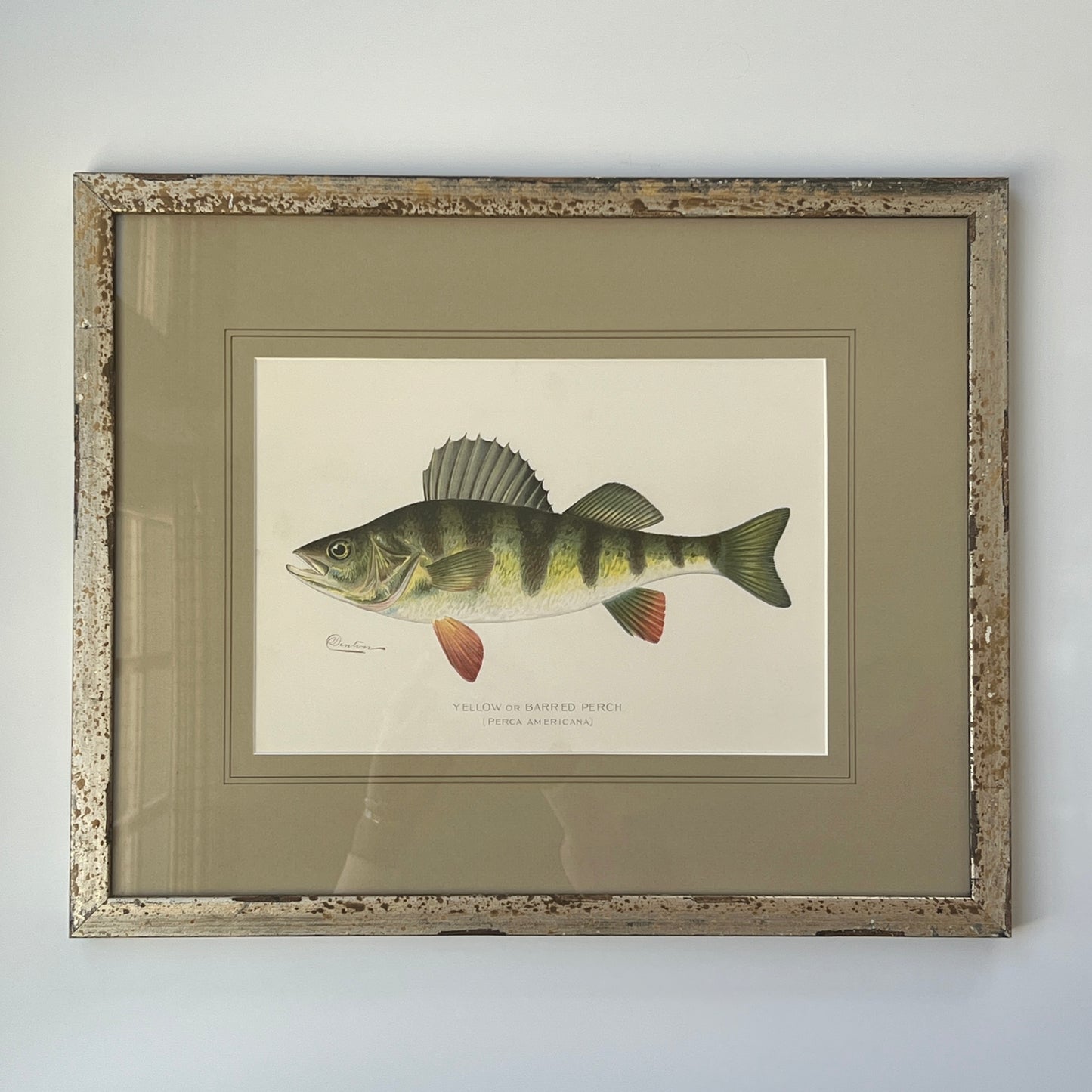 Antique Yellow Barred Perch Fish Colored Lithograph Collection by Sherman Foote Denton Custom Framed