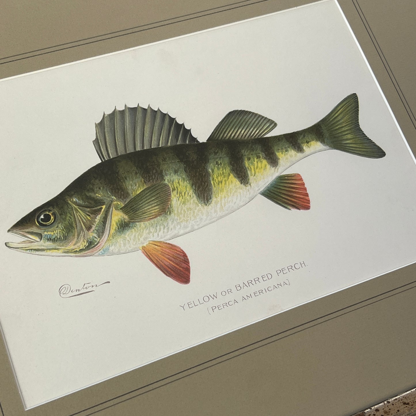 Antique Yellow Barred Perch Fish Colored Lithograph Collection by Sherman Foote Denton Custom Framed