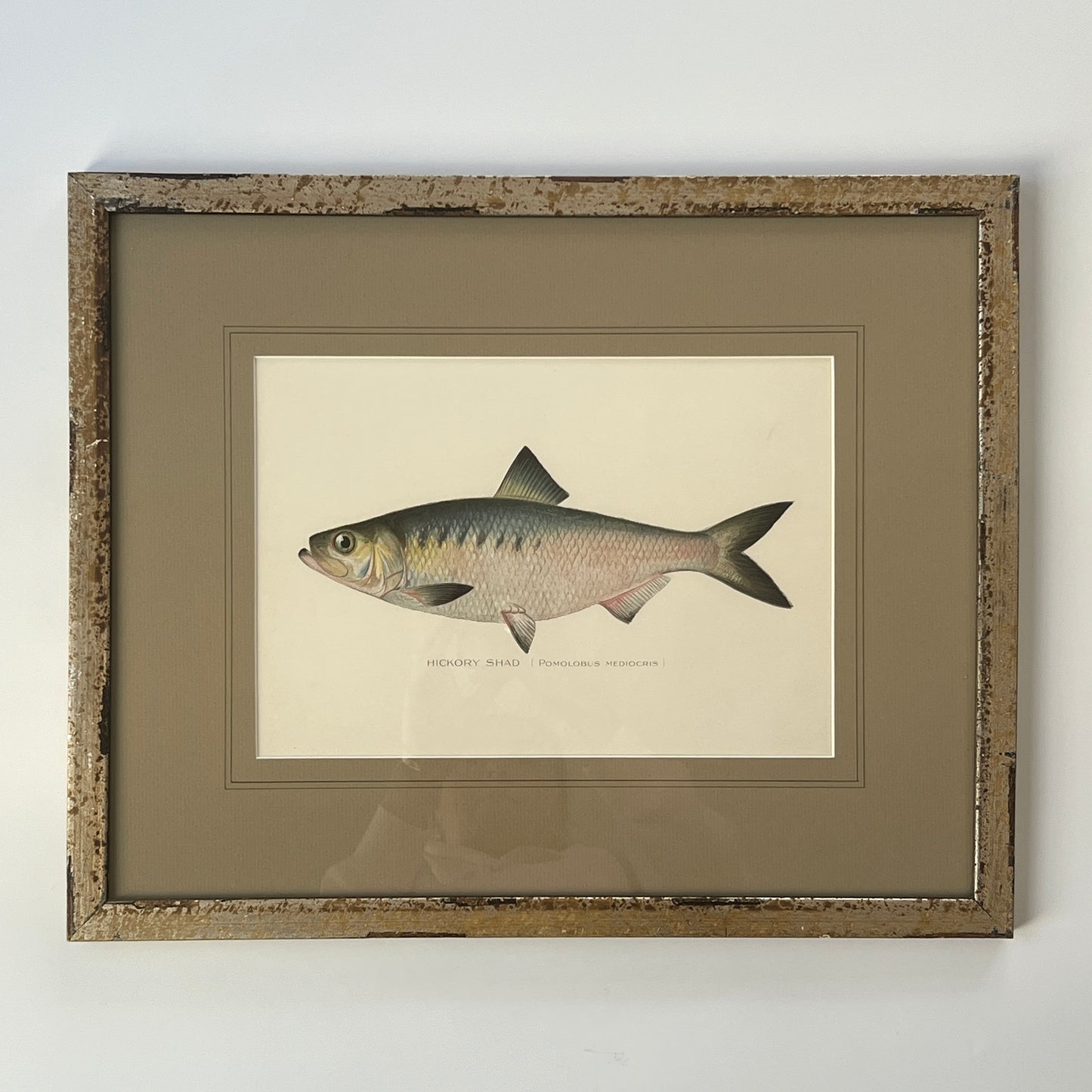 Antique Hickory Shad Fish Colored Lithograph Collection by Sherman Foote Denton Custom Framed