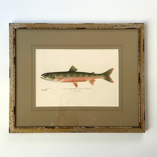 Antique Canadian Red Trout Colored Lithograph Collection by Sherman Foote Denton Custom Framed