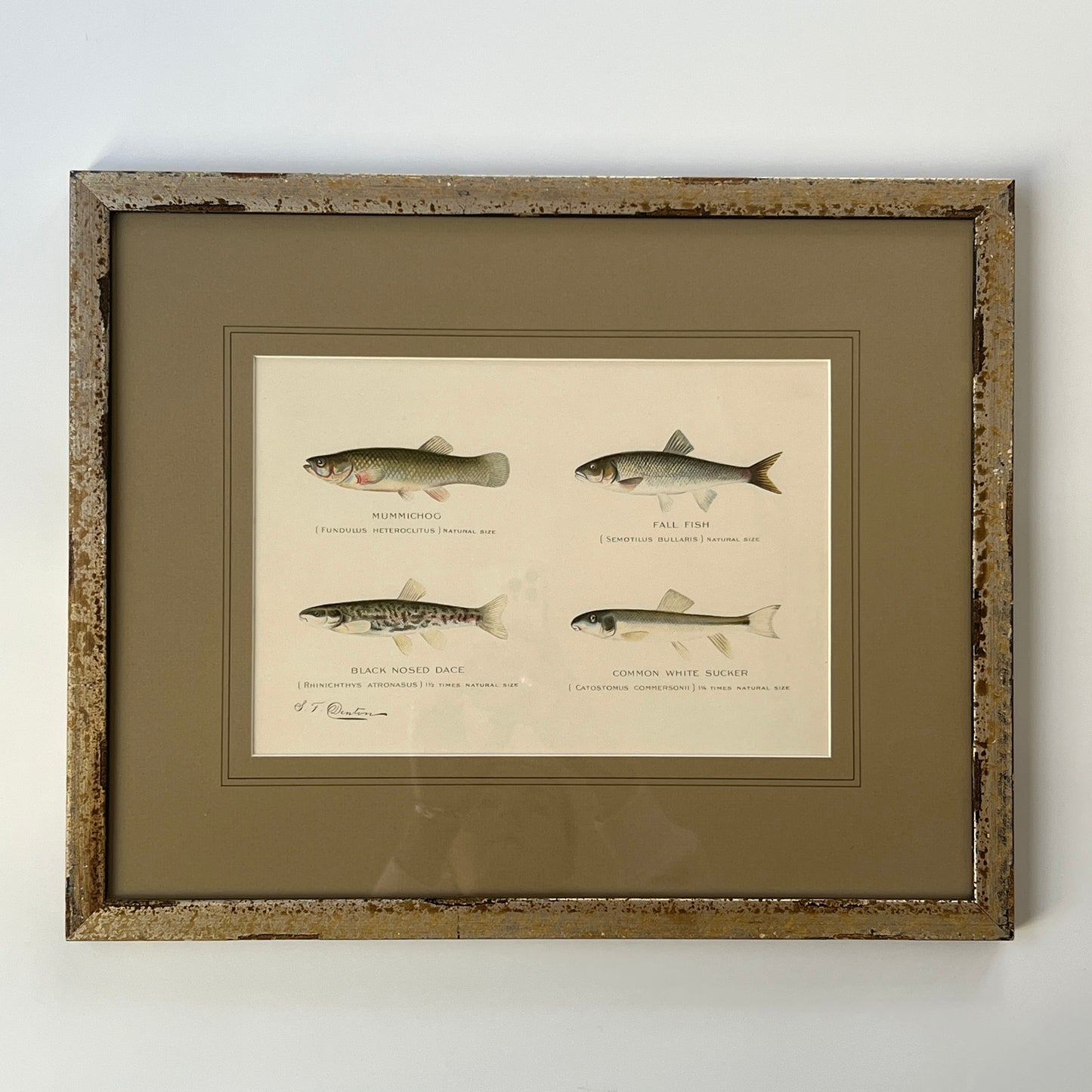 Antique Four Fish Grouping Colored Lithograph Collection by Sherman Foote Denton Custom Framed