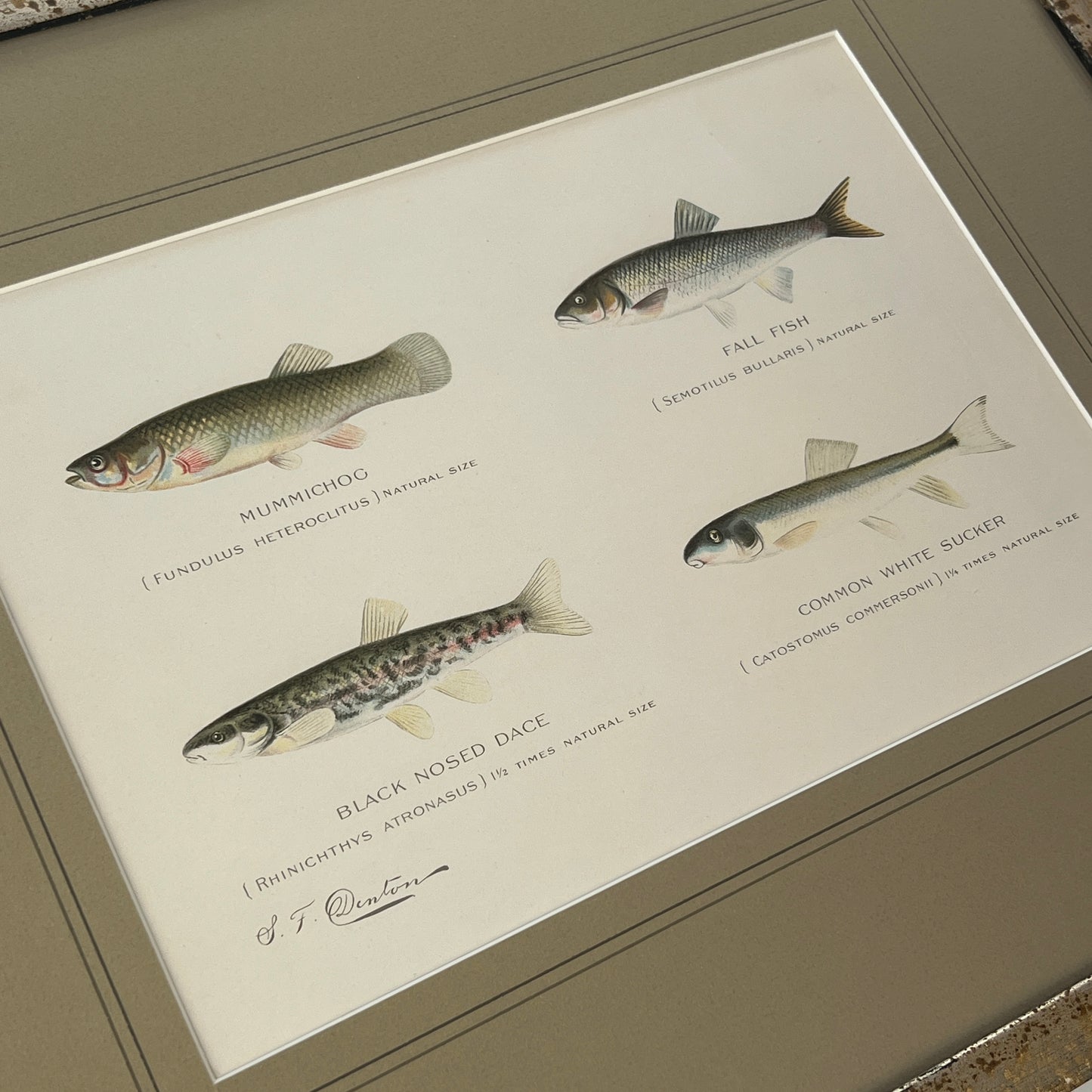 Antique Four Fish Grouping Colored Lithograph Collection by Sherman Foote Denton Custom Framed