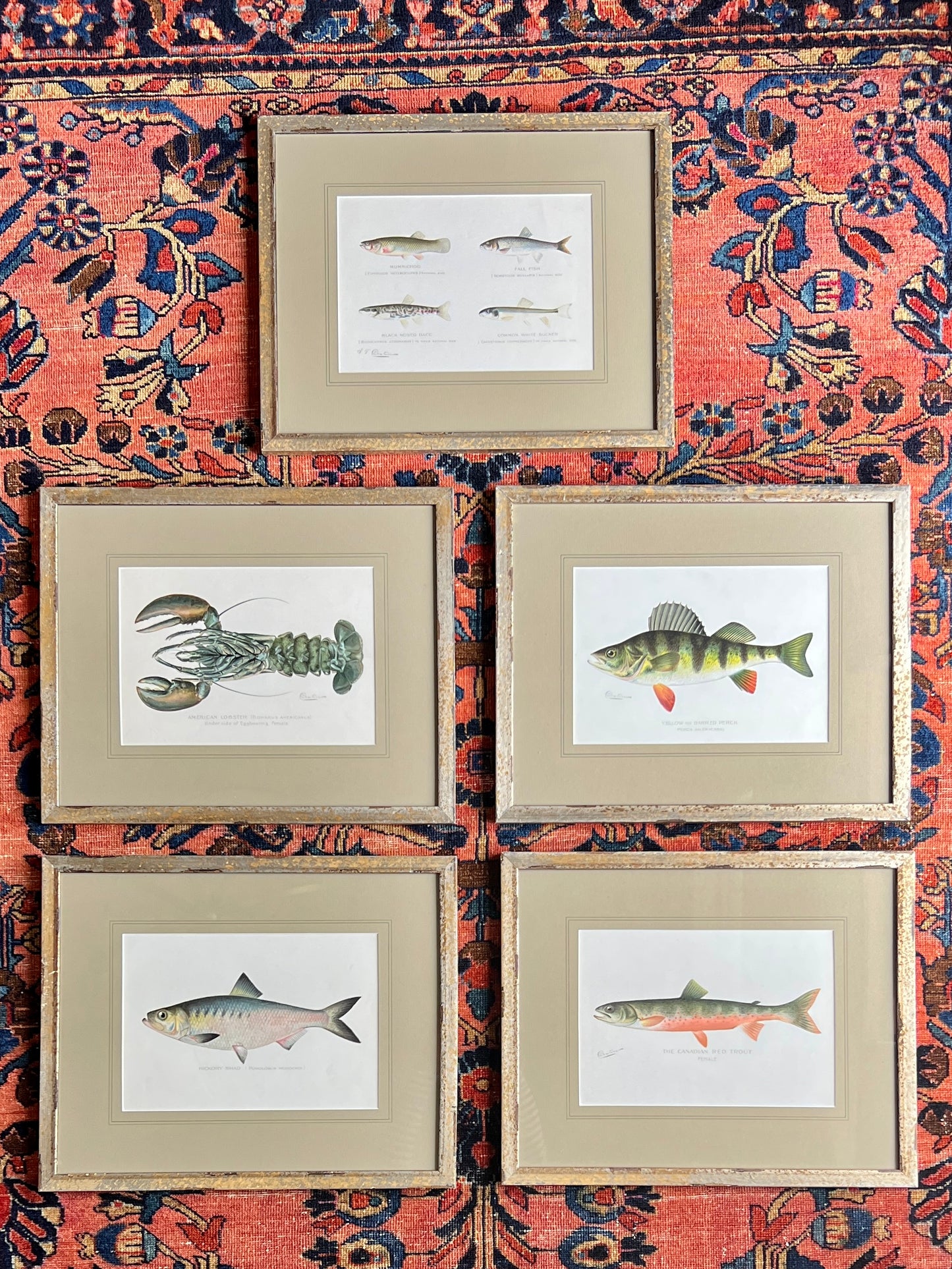 Antique American Lobster Colored Lithograph Collection by Sherman Foote Denton Custom Framed