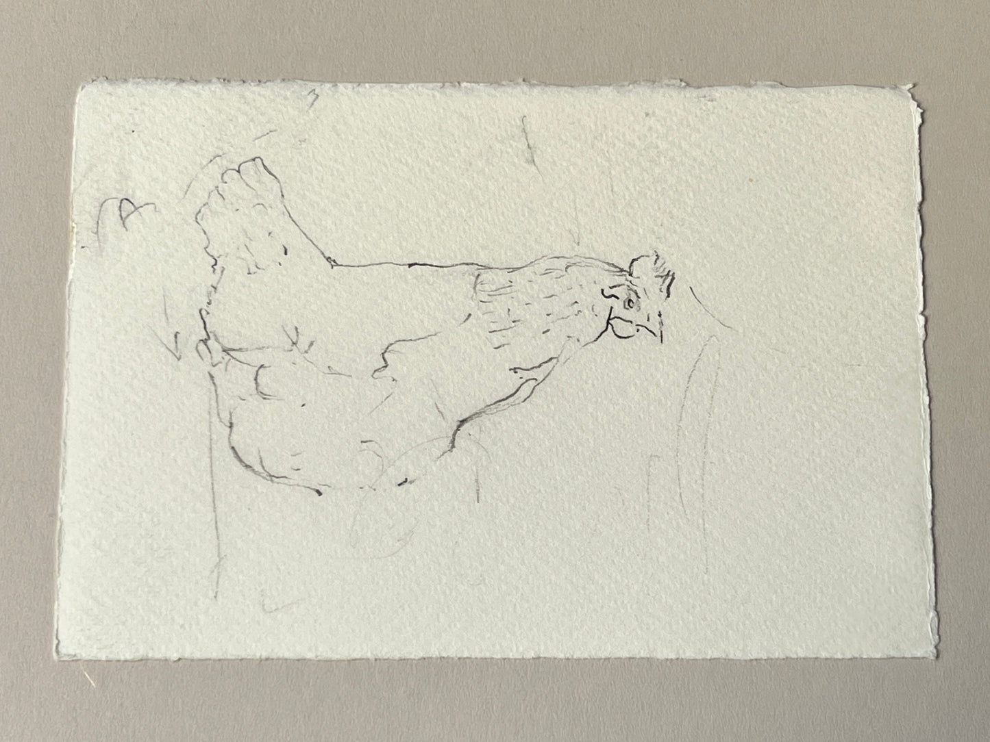 Emily Hirtle Contemporary Chicken Drawing in Custom Silver Frame